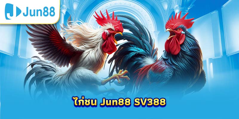 ไก่ชน Jun88 SV388