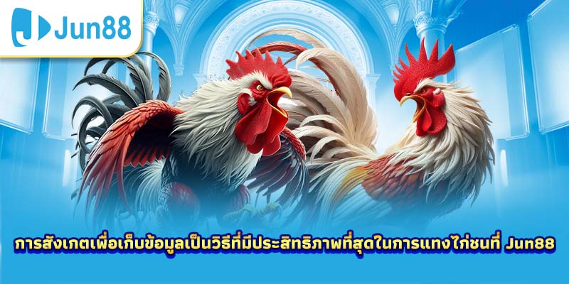 การสังเกตเพื่อเก็บข้อมูลเป็นวิธีที่มีประสิทธิภาพที่สุดในการแทงไก่ชนที่ Jun88